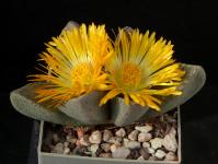 Thumbnail of 2081_Pleiospilos spec._20170925_01(1).JPG